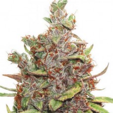 Glueberry OG Feminised