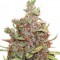 Насіння Glueberry OG Feminised