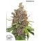 Насіння Glueberry OG Feminised