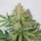 Насіння Auto Glueberry O.G. Feminised
