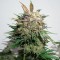 Насіння Auto Glueberry O.G. Feminised