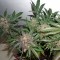 Насіння Auto Glueberry O.G. Feminised