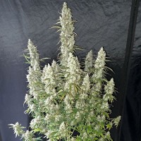Auto Oh My Gusher Feminised seeds