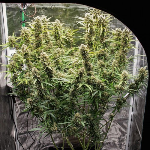 Auto Skywalker Haze Feminised seeds