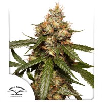 Auto THC-Victory Feminised seeds