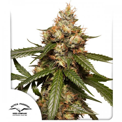 Auto THC-Victory Feminised seeds