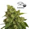 Насіння Auto Xtreme Feminised