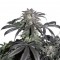 Насіння Bubba Island Kush Feminised