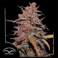 Насіння Auto CBD Blackberry Kush Feminised