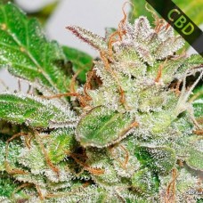 Насіння Auto CBD Compassion Lime Feminised