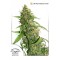 Насіння Auto CBD Compassion Lime Feminised