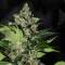Насіння CBD Kush Feminised