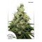 Насіння CBD Kush Feminised