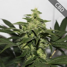 Насіння CBD Kush Feminised