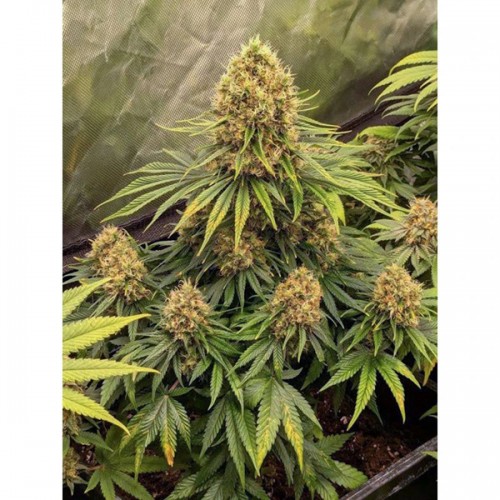 CBD Mazar Feminised seeds