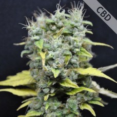 Насіння CBD Skunk Haze Feminised