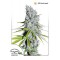 Насіння CBD Skunk Haze Feminised