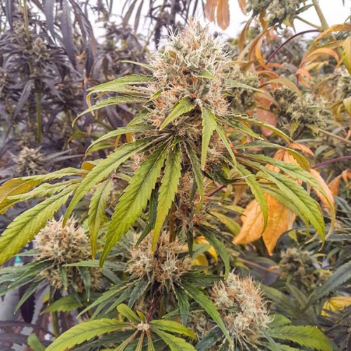 CBG-Force Feminised seeds