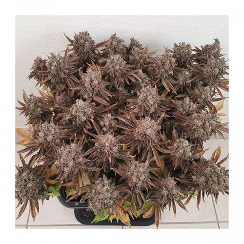 Critical Orange Punch Feminised seeds