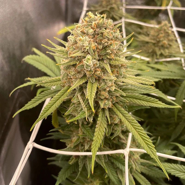 Desfrán Feminised seeds