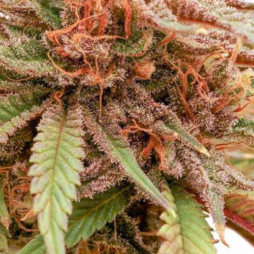 Durban Dew Feminised seeds