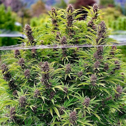 Frisian Dew Feminised seeds