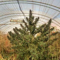 Насіння Frisian Duck Feminised