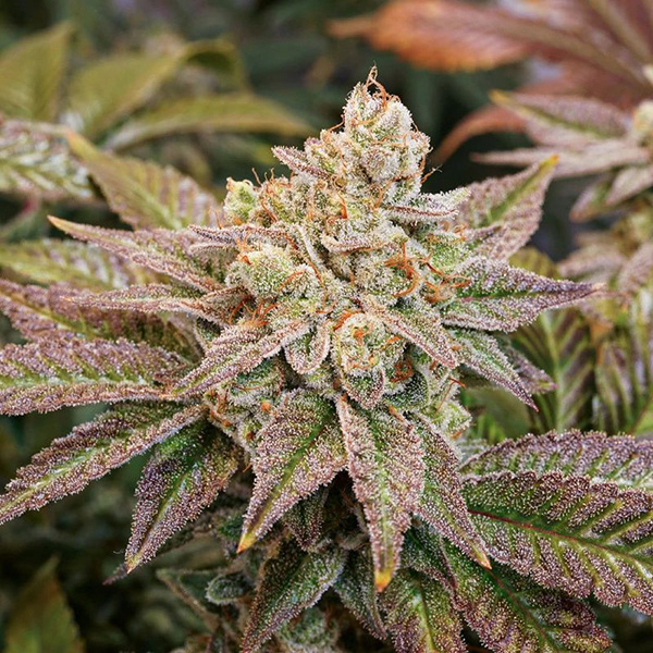 Kerosene Krash Feminised seeds