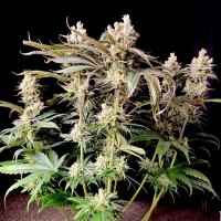 Lemon Z Feminised seeds