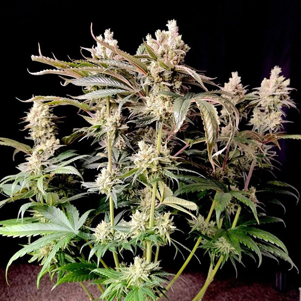 Lemon Z Feminised seeds