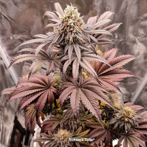 Mokum’s Tulip Feminised seeds
