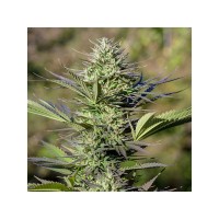 Passion #1 Feminised seeds
