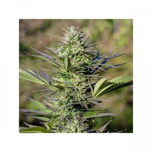 Насіння Passion #1 Feminised