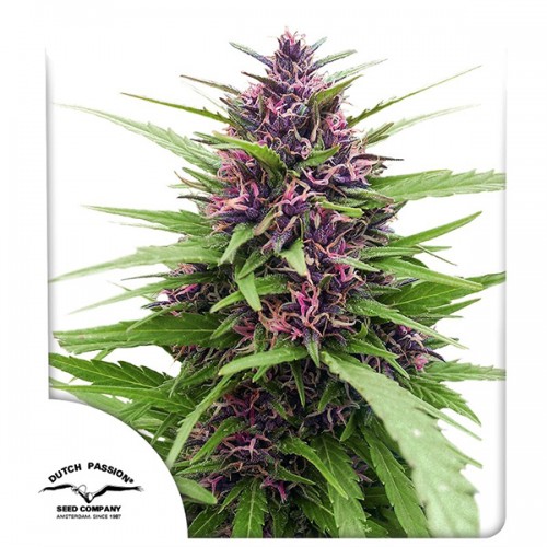 Shaman Feminised seeds