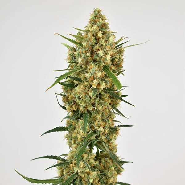 Snow Bud Feminised seeds