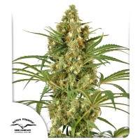 Snow Bud Feminised seeds