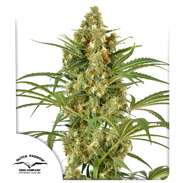 Snow Bud Feminised seeds
