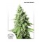 Auto Durban Poison Feminised