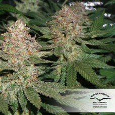 Насіння Strawberry Cough Feminised