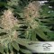 Насіння Strawberry Cough Feminised
