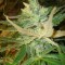 Насіння Strawberry Cough Feminised