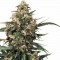 Насіння Strawberry Cough Feminised