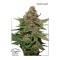 Насіння Strawberry Cough Feminised