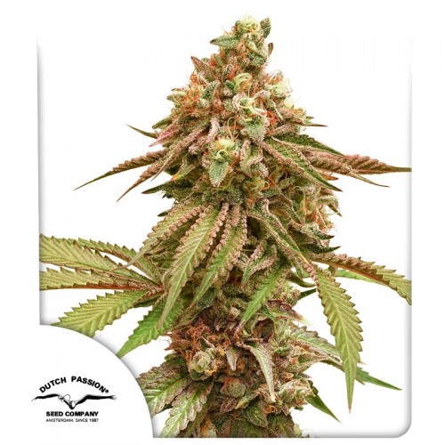 Tropical Tangie Feminised seeds