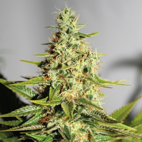 Насіння Auto Chronic Feminised Gold