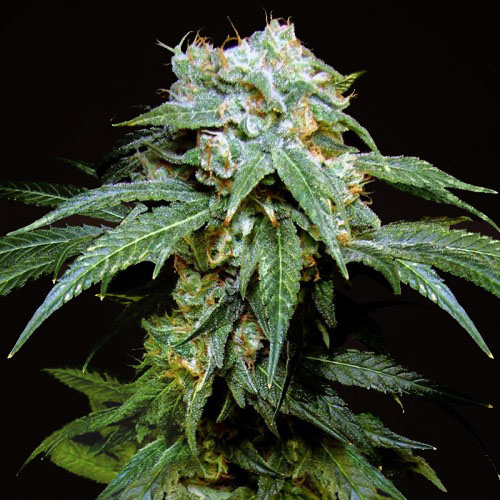 Насіння Black Widow Feminised Gold