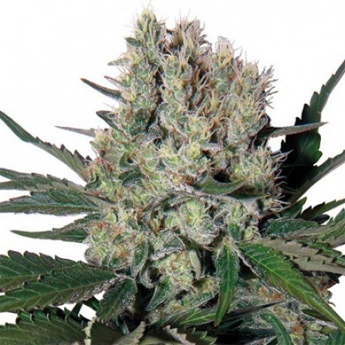 Auto Fruit Syrup Feminised Gold