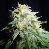 Насіння White Widow Feminised Gold