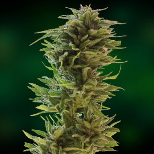 Насіння Amnesia Gold Feminised Gold