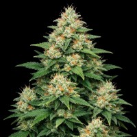 Насіння Auto 60 Day Grapefruit Feminised Gold